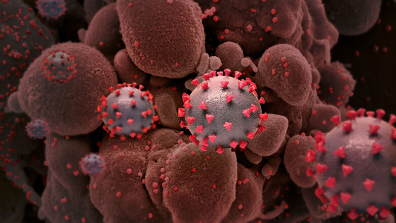 Ученые раскрыли механизм иммунного ответа на коронавирус