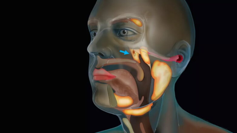 Ученые случайно обнаружили новый орган в горле