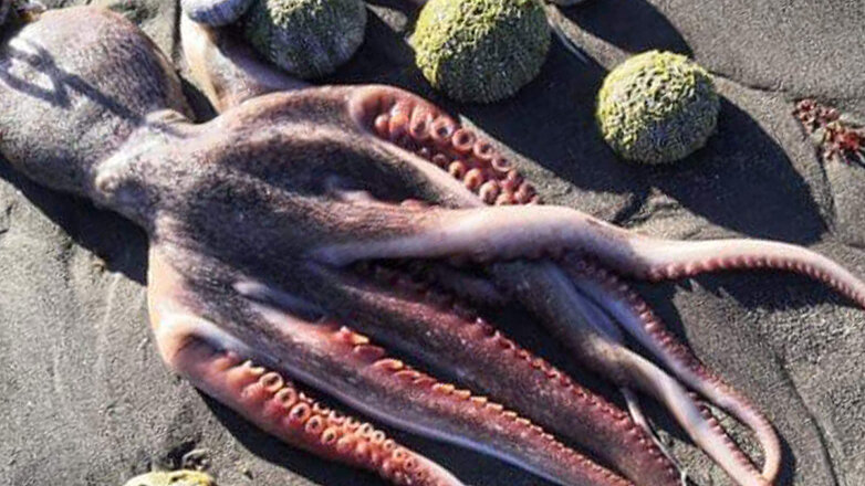 На Камчатке опровергли одну из версий массовой гибели морских животных