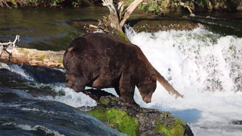 В Америке выберут самого толстого медведя: видео