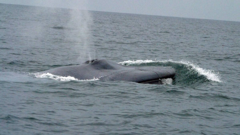 Ученые раскрыли тайну китовых «концертов»