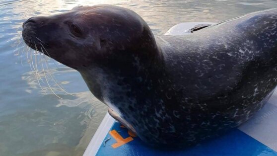 Десятки мертвых тюленей обнаружили на побережье Каспийского моря