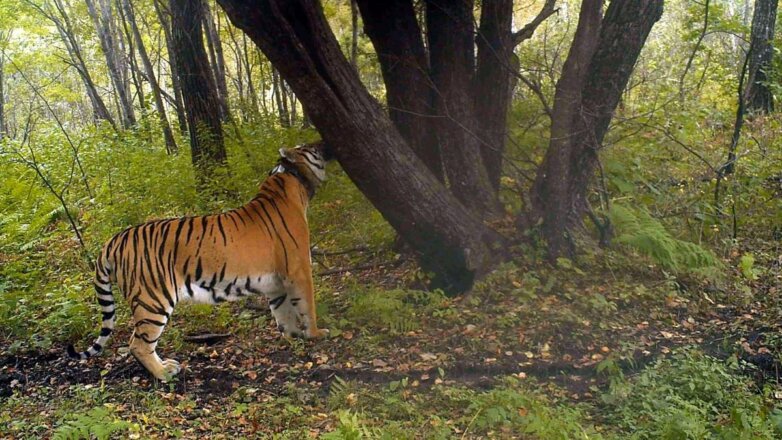 Экологи проверили самочувствие тигров-«эмигрантов»: видео