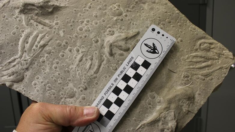 Палеонтологи нашли необычные следы крылатых ящеров