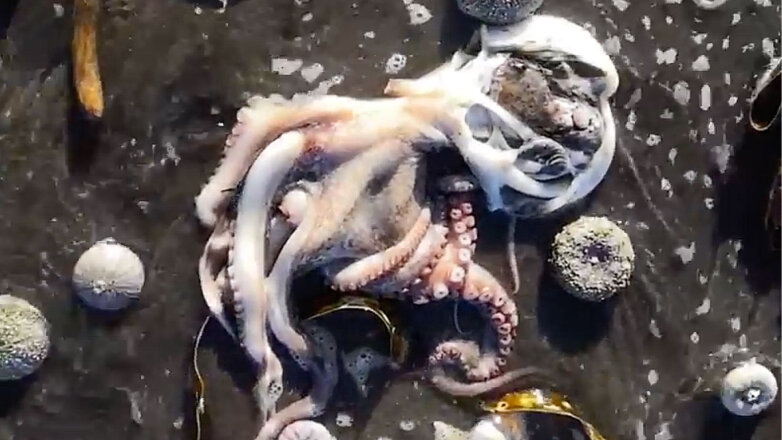 Найдена возможная причина массовой гибели морских животных на Камчатке
