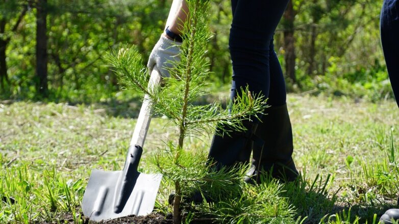 «Кузбассразрезуголь» высадил более полумиллиона деревьев