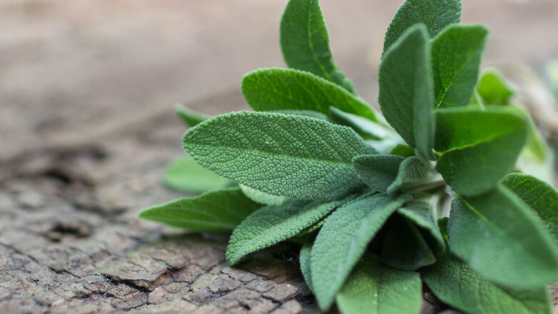 Растение «от кашля» назвали простым средством против лишнего сахара и холестерина