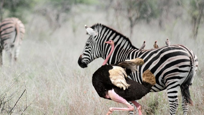 Страус создал проблемы зоопарку, внезапно «превратившись» в зебру