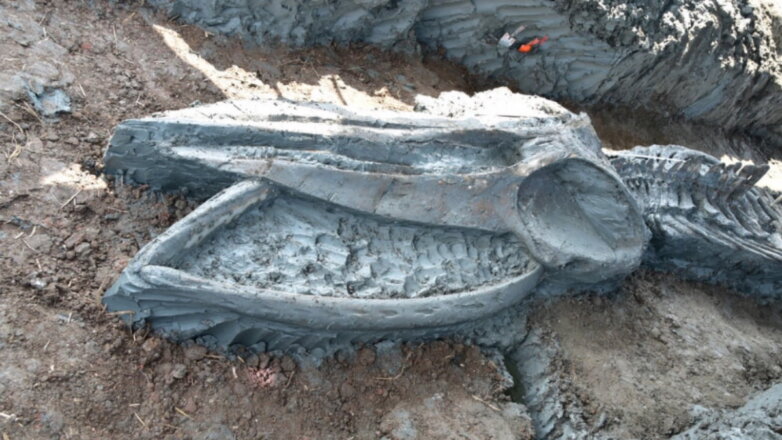 В Таиланде нашли кости загадочного "Левиафана" возрастом 5000 лет