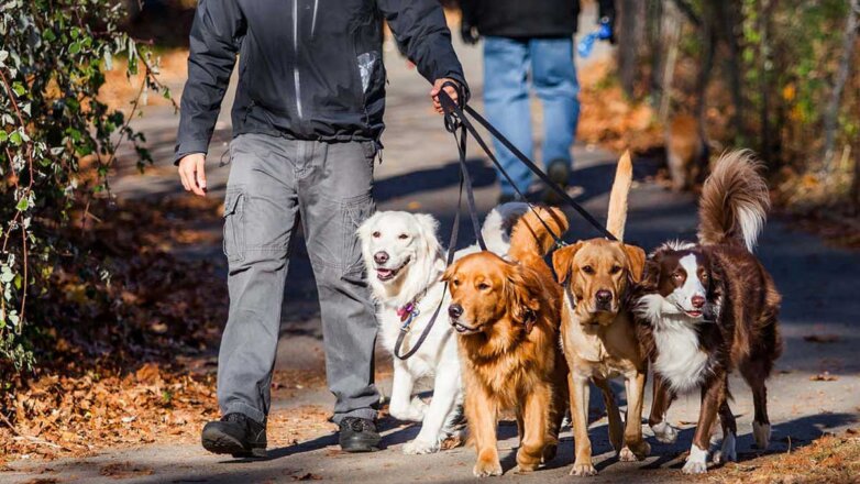 Мужчина выгуливает собак dog walking