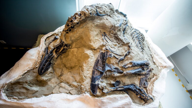 В США впервые показали скелет тираннозавра, который удивил ученых