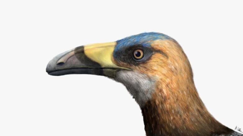 Возле останков динозавров обнаружили древнюю птицу с необычным клювом