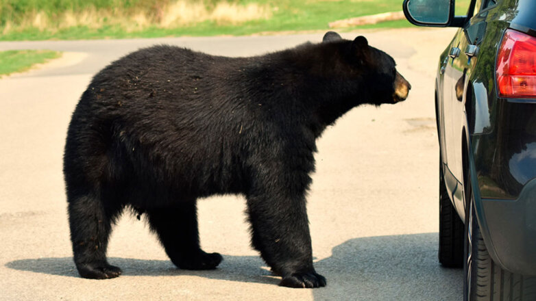 Запрыгнувший на машину медведь вызвал панику у туристов
