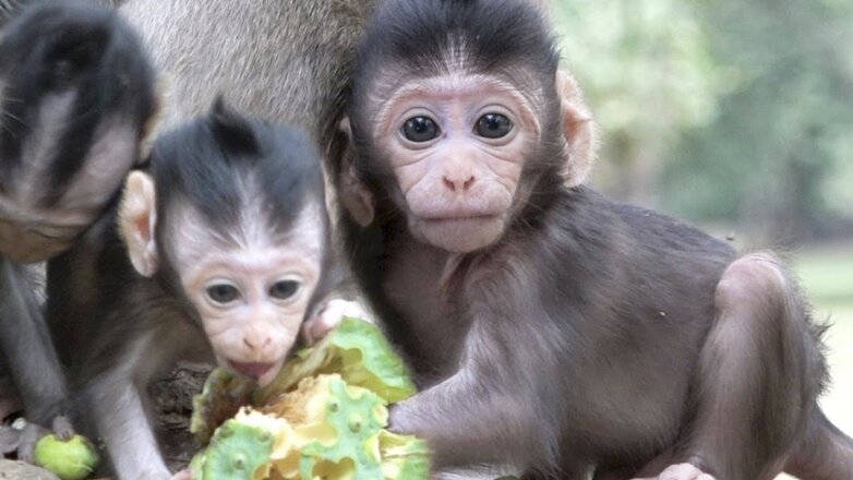 Ученые "отдали" обезьянам человеческий ген, чтобы увеличить их IQ