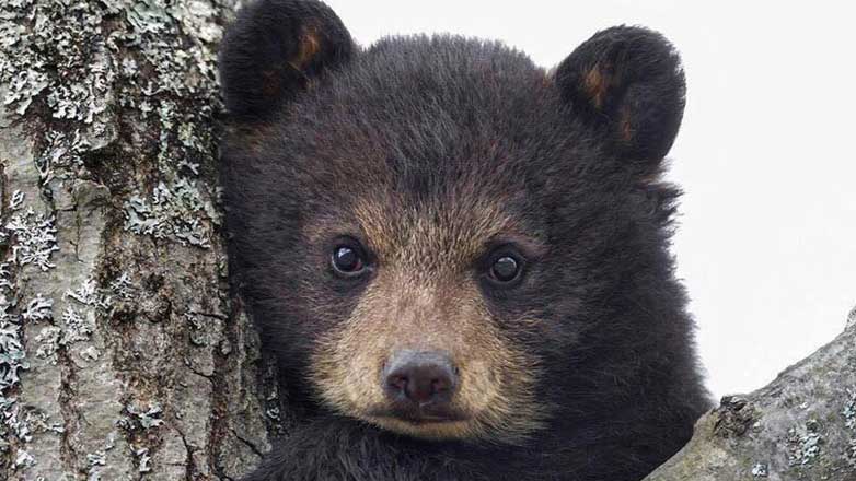 Медвежонок пробрался на территорию российского завода: видео