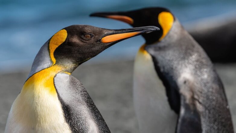 WWF: императорские пингвины и северные олени оказались под угрозой исчезновения