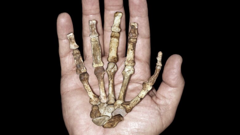 Названо отличие между руками неандертальца и современного человека