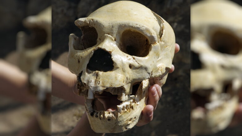 Череп Homo heidelbergensis - человек Гейдельбергский