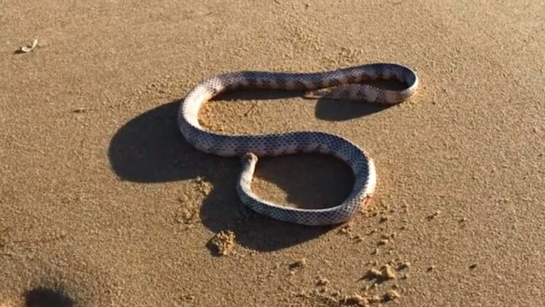 Безголовая змея попыталась укусить мужчину в Австралии: видео