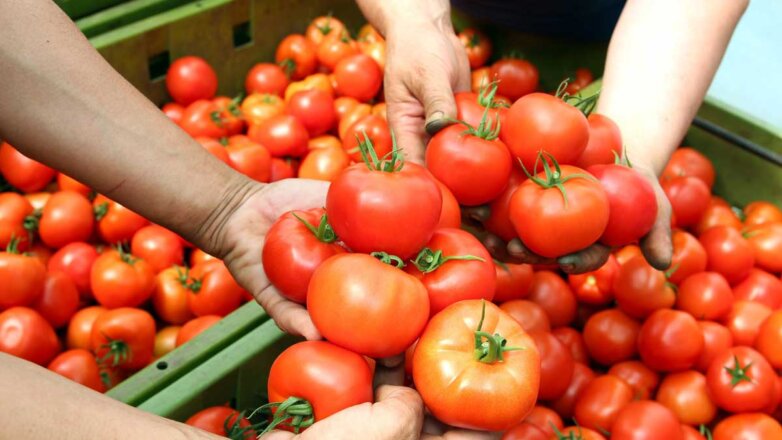 Россия частично запретила ввоз томатов и перцев из Армении из-за вируса