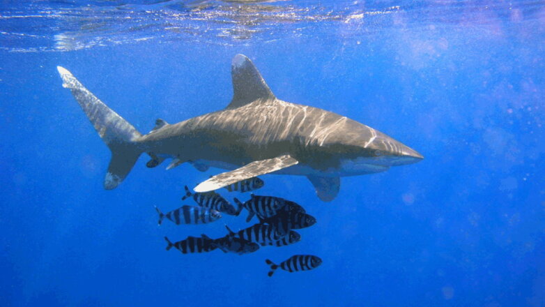 Спасение ныряльщицы от акулы в Египте попало на видео