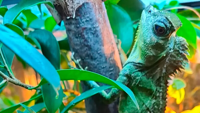 Лесные драконы впервые вылупились в Московском зоопарке: видео