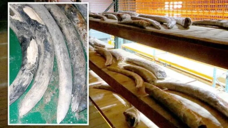 На затонувшем в Южной Африке корабле нашли 500-летний груз слоновой кости