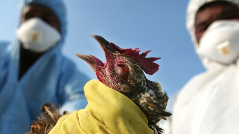 СМИ: уже в десяти префектурах Японии выявлена вспышка птичьего гриппа