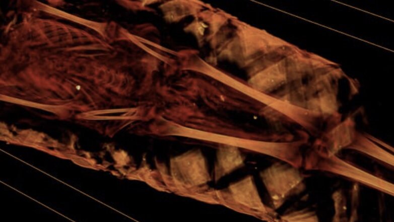 Ученые разгадали тайну 1900-летней мумии из Египта с помощью рентгена