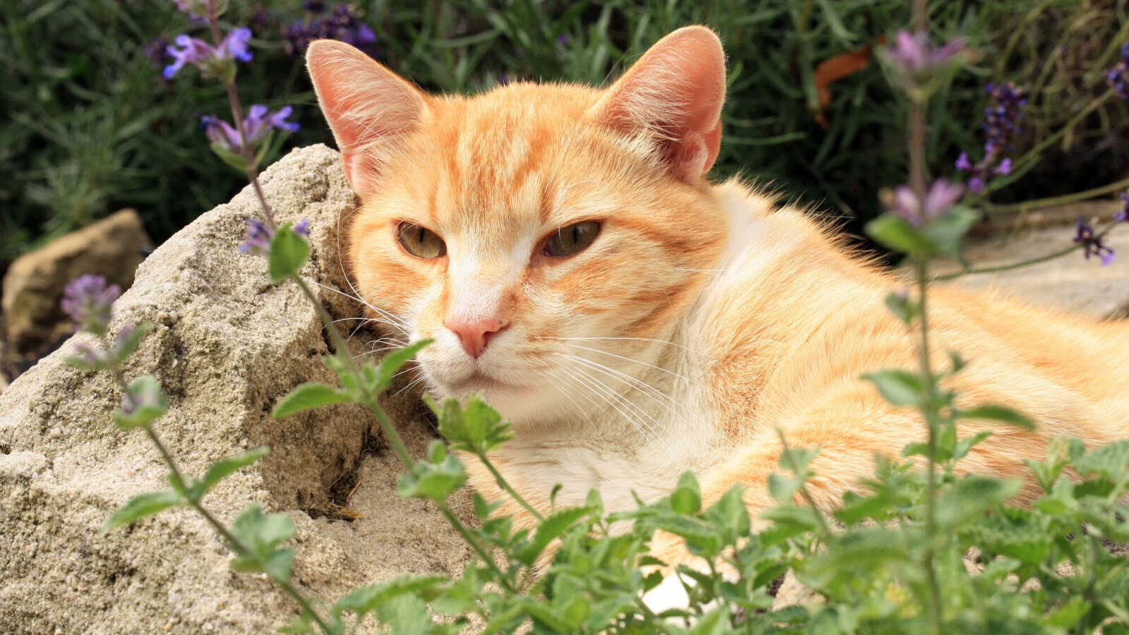 Рыжий кот с кошачьей мятой. Котовн к кошачий. Коты обожают цветы. Мята животные. Кот любимый цвет