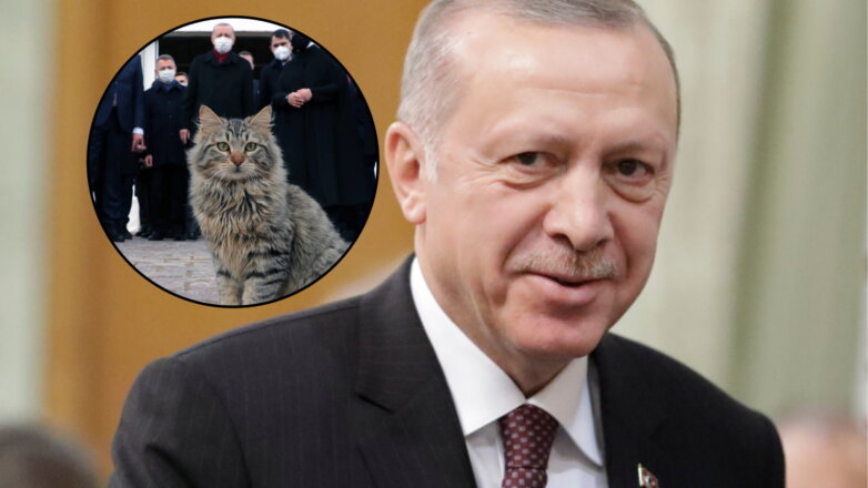 Эрдоган завел канал в Telegram и поделился фотографией кота