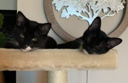 Коты-близнецы, взятые из приюта, покорили социальные сети