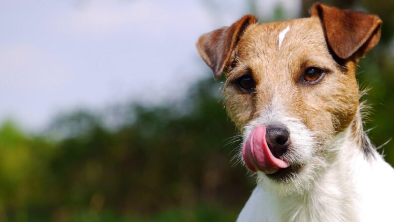 Распространенную собачью привычку объяснили ученые