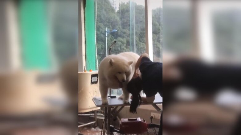 Собака прославилась после стрижки "в стиле" полярного медведя: видео