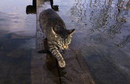 Пропавшая после наводнения кошка вернулась домой спустя 8 месяцев