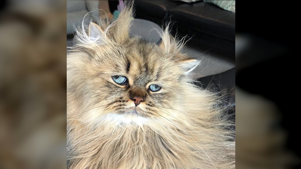Кот с вечно усталым выражением лица покорил интернет