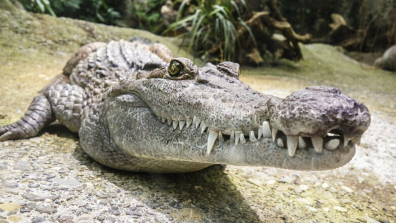 Ученые выяснили, почему крокодилы мало изменились со времен динозавров