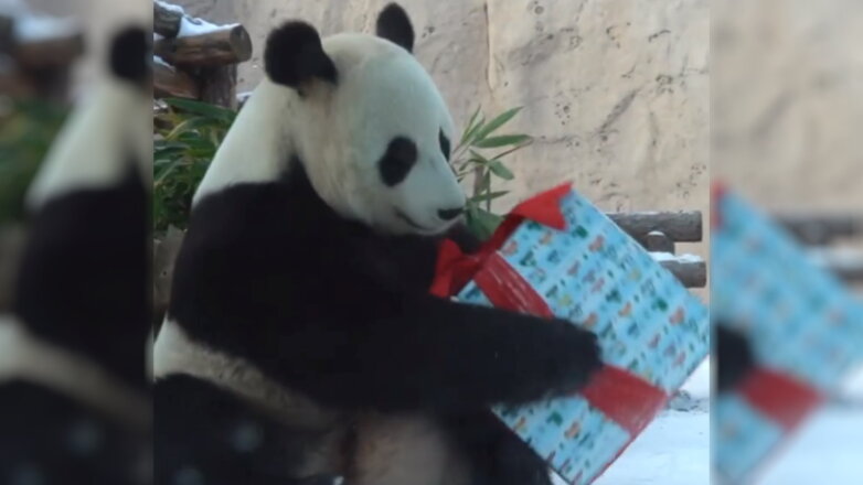 Новогодние подарки с сюрпризом получили обитатели Московского зоопарка