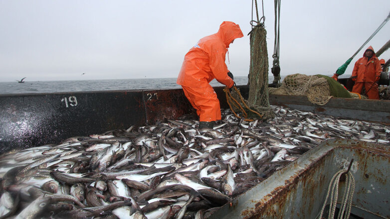 СМИ: россиян предупредили о грядущем подорожании cамой дешевой рыбы