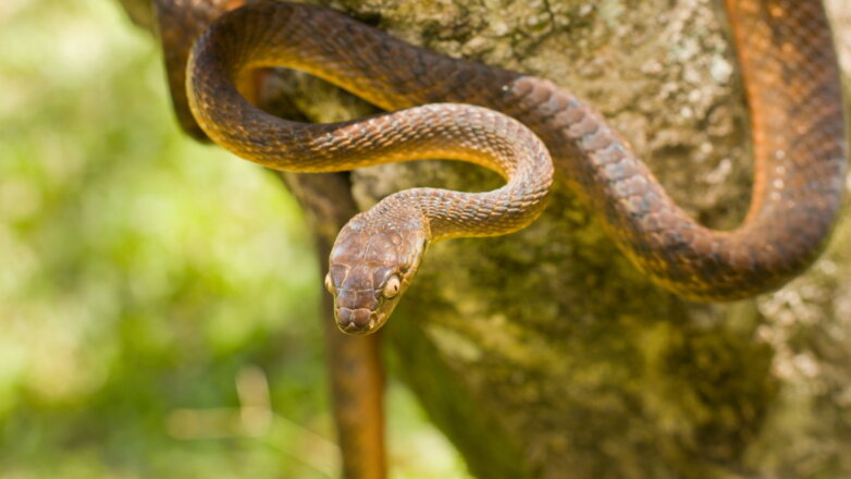 Тихоокеанская змея научилась завязывать себя в лассо: видео