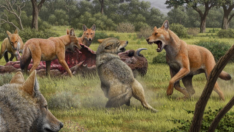 Ученых удивили результаты анализа ДНК древних ужасных волков