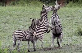 Зебры-самцы устроили драку за внимание самки и попали на видео