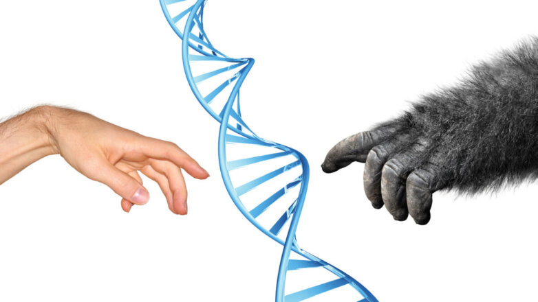 Антропологи разрушили популярную теорию эволюции человека
