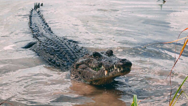 Крокодил съел двух акул на глазах австралийских рыбаков: видео
