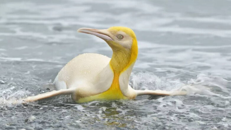 Фотограф запечатлел необычного пингвина на островах Южной Георгии