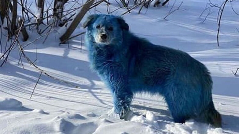 В Дзержинске объяснили, откуда взялись голубые собаки