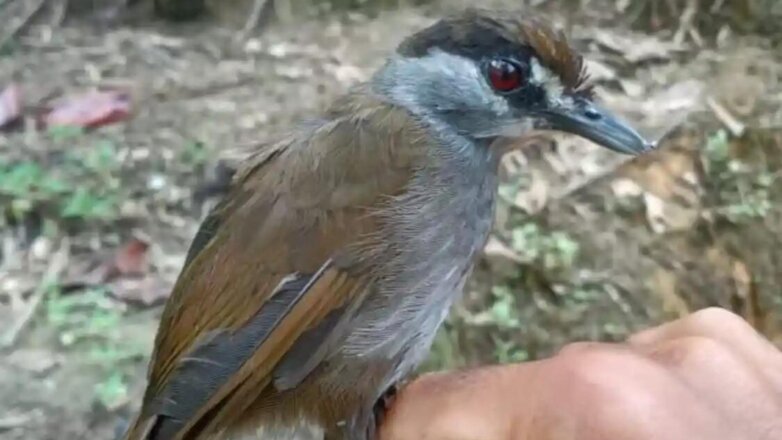 Найдена загадочная птица, единожды описанная племянником Наполеона 180 лет назад