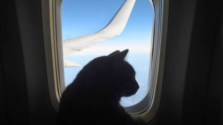 СМИ: из-за агрессивного кота пришлось вернуть в аэропорт пассажирский авиарейс в Судане