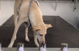 В Италии обучают собак распознавать заразившихся COVID-19 по запаху