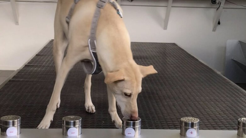 В Италии обучают собак распознавать заразившихся COVID-19 по запаху